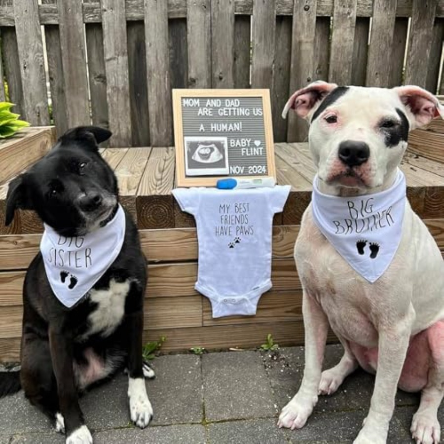 Blank Dog Bandanas Large-1PCS, - Bandana Blank White ulasan dan harga